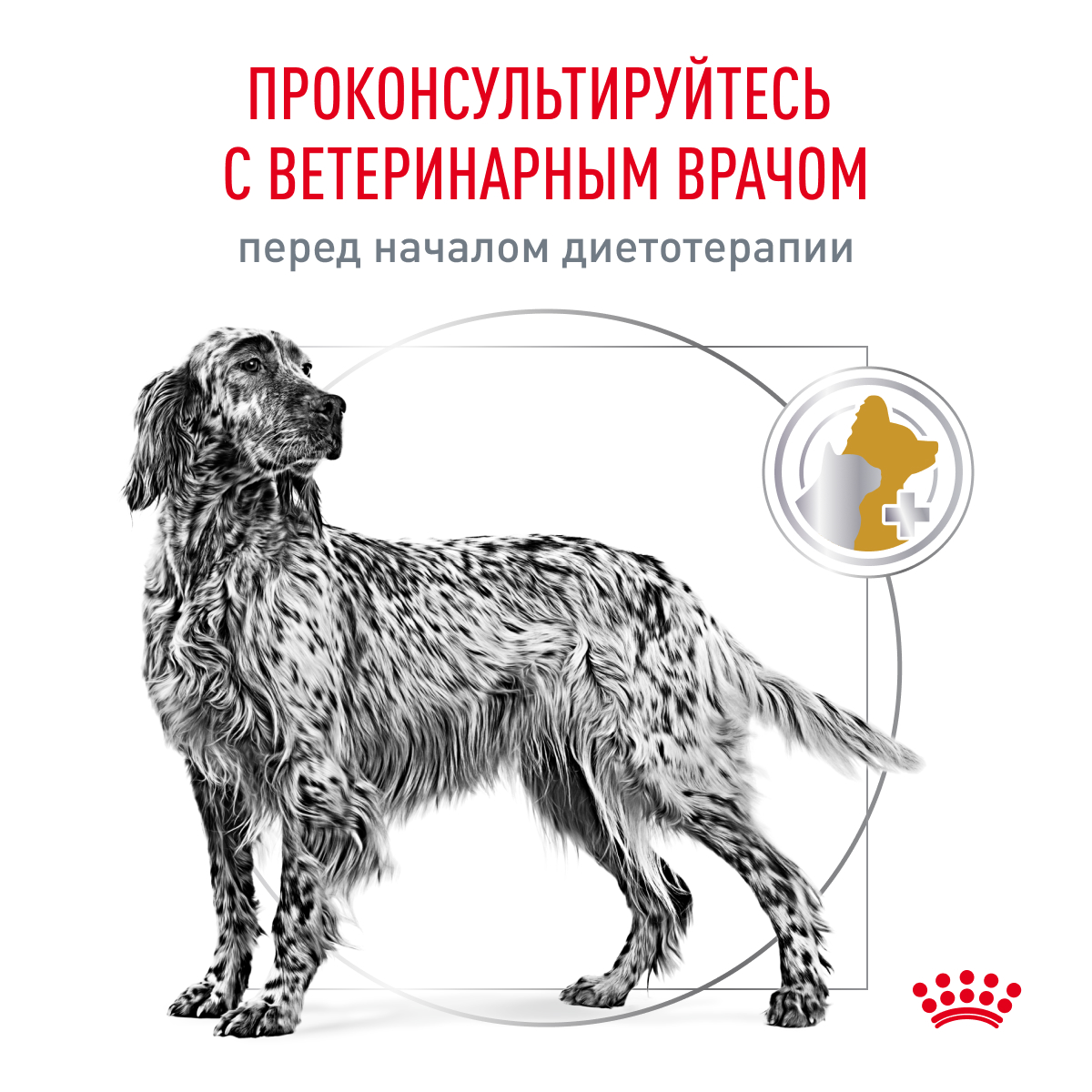 Royal Canin URINARY S/O Dog 2кг (DOG Veterinary)