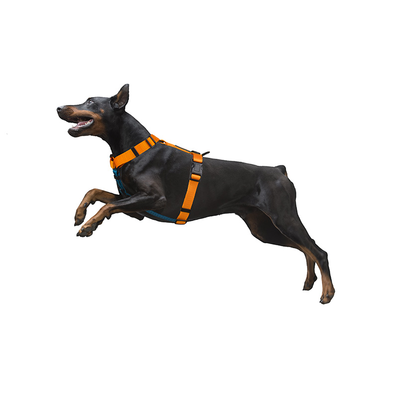 Шлейка MidePet "Design H" - M (стропа 2 см, грудь 40-60 см), салатовая с голубым